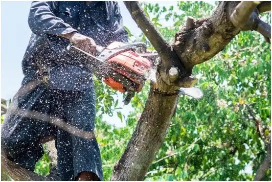 tree services Newark